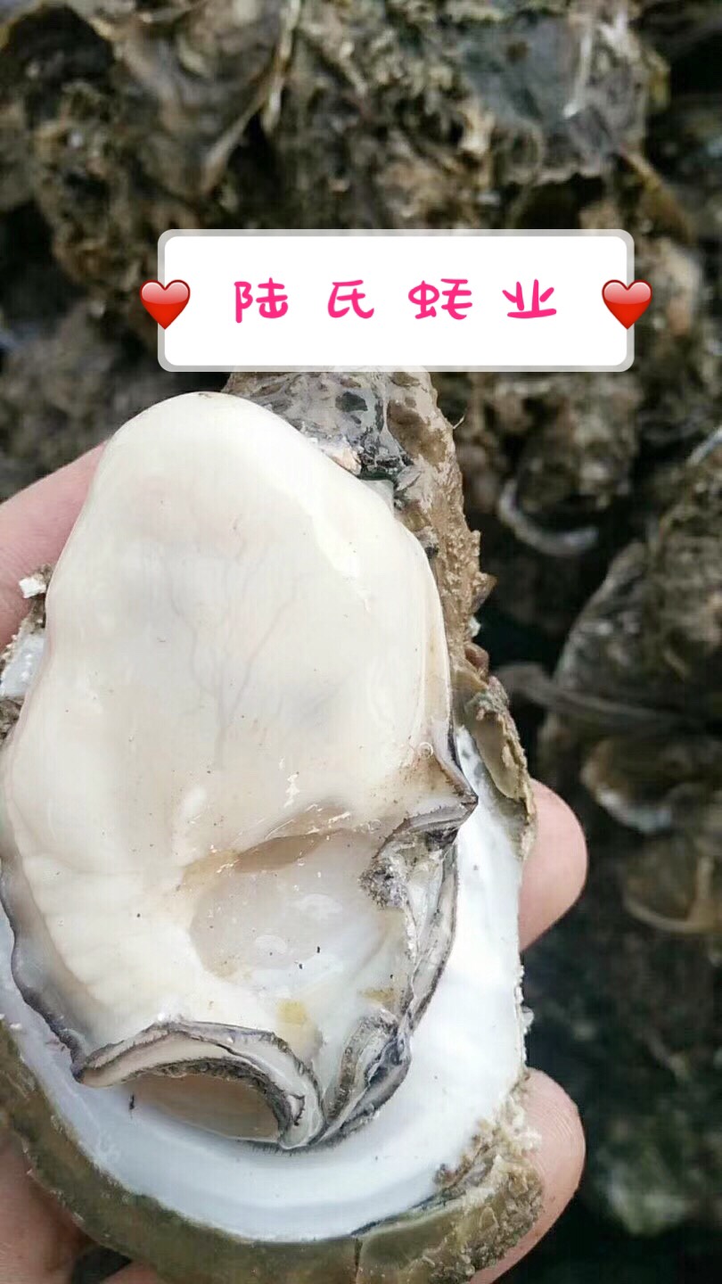 牡蠣  湛江生蠔 燒烤生蠔 場(chǎng)地直發(fā)大宗批發(fā) 薄殼脆肉