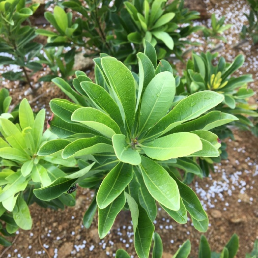 台州1️⃣年水晶杨梅苗