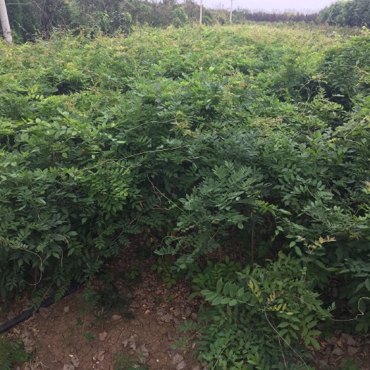 沭阳县多花紫藤 0.5~1米 1~2公分 