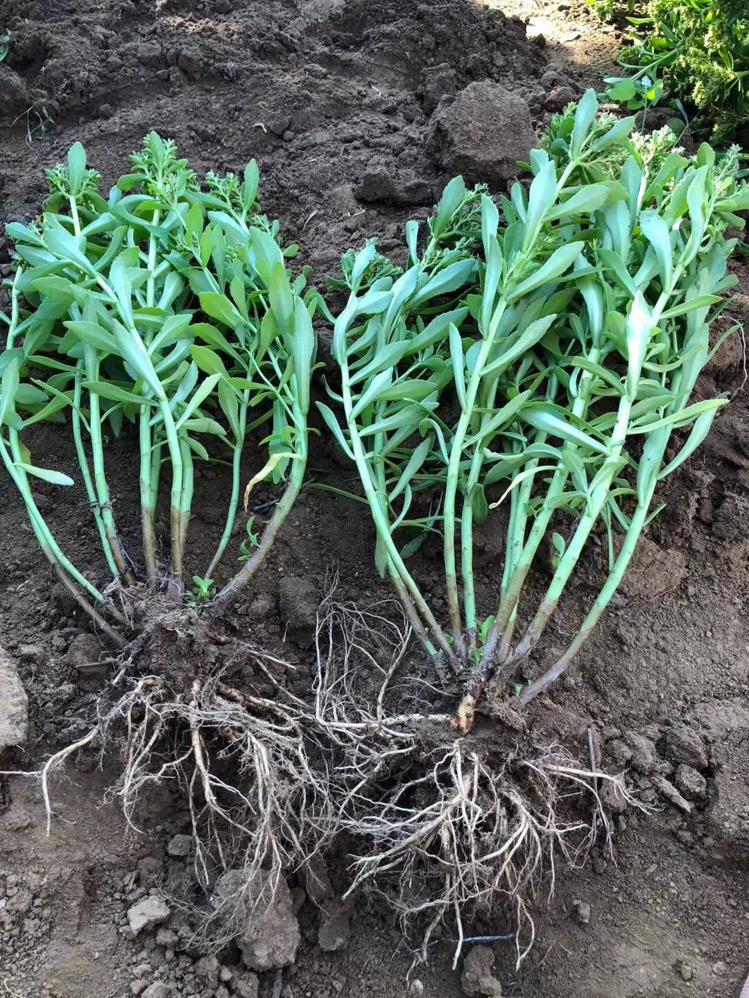 种子种苗 养心菜种苗 养心草种苗分1年生2年生3年生及当年扦插苗等