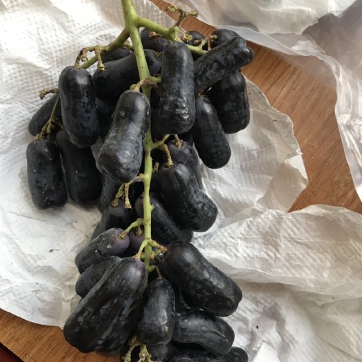 泰安蓝宝石葡萄苗 无核甜度高，丰产，易管理，市场经济好