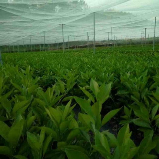 瑞金市赣南脐橙苗 嫁接苗 0.5~1米