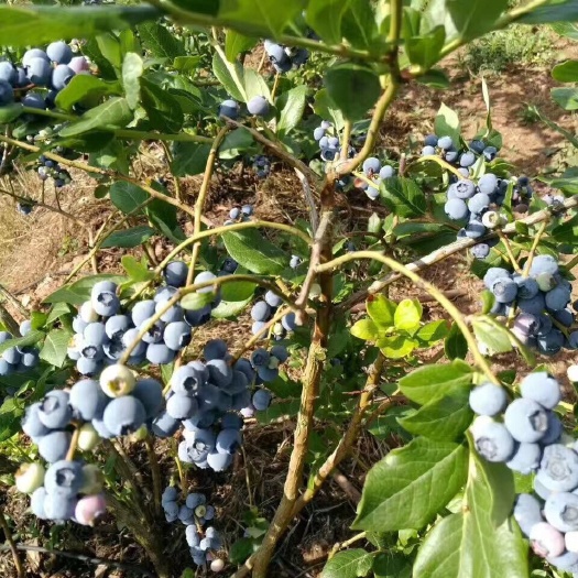 泰安莱克西蓝莓苗 