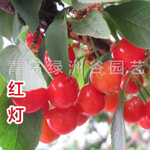 平度市红灯樱桃苗