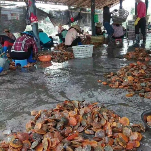 湛江红扇贝 