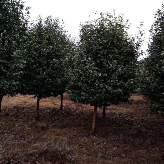 高县茶花树 140cm以上