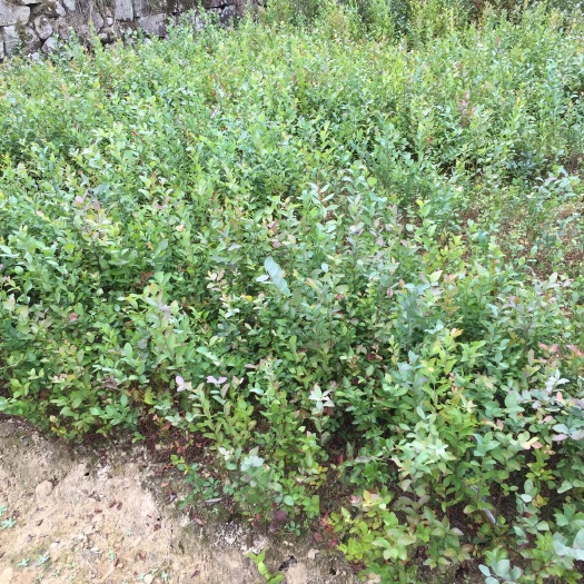 新昌县兔眼蓝莓苗