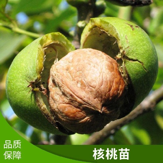 沂源县薄皮核桃