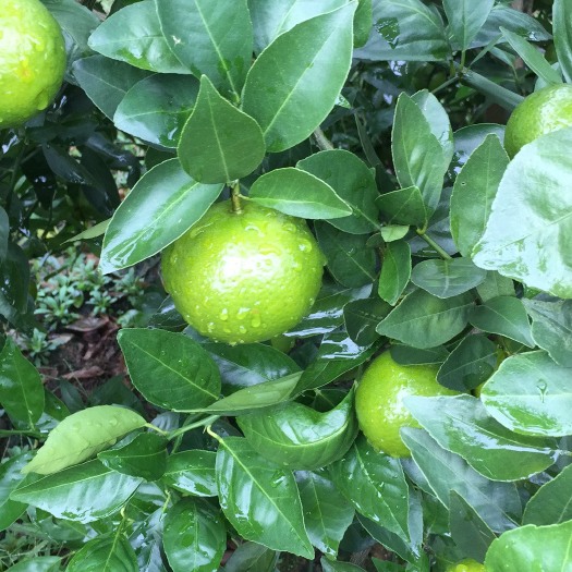 鹿寨县皇帝柑
