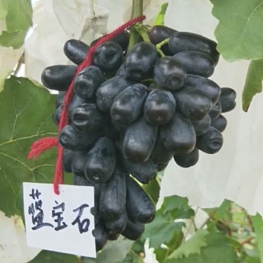 泰安蓝宝石葡萄苗 