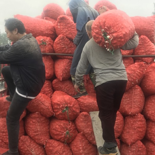 彭州市软叶蒜 混级统货 多瓣蒜