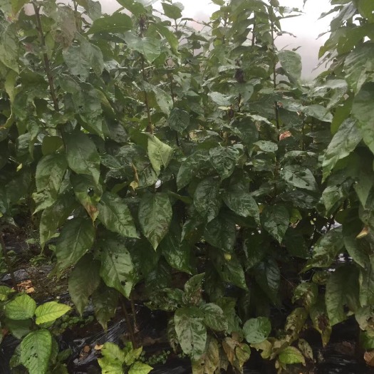 新昌县黑珍珠苗