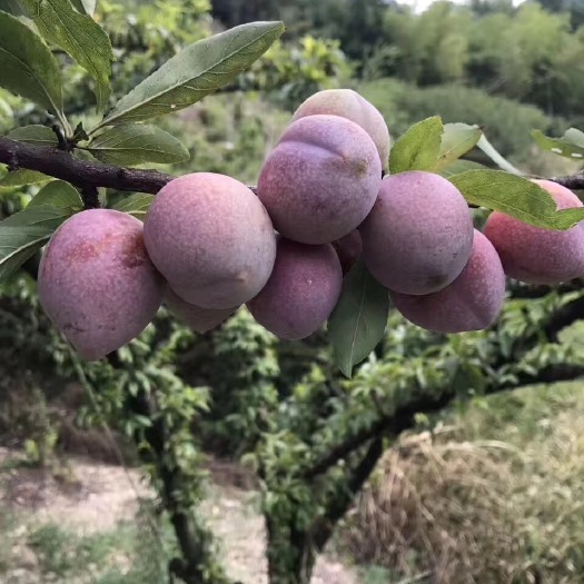 新昌县桃形李苗