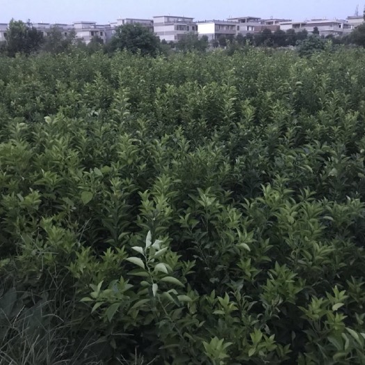 新干县枳壳苗