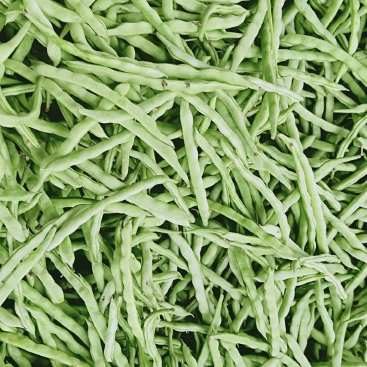 合浦县白花四季豆
