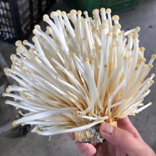 崇州市黄金针菇 未开伞 鲜金针菇