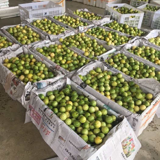 南靖县黄金百香果 50 - 60克