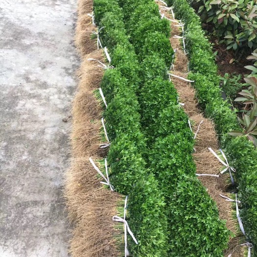新昌县枸橘苗 嫁接苗 0.2米以下 