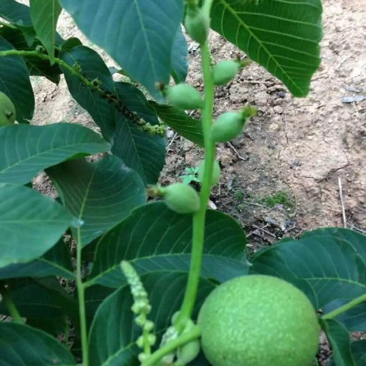 泰安嫁接核桃苗 8518 香玲核桃