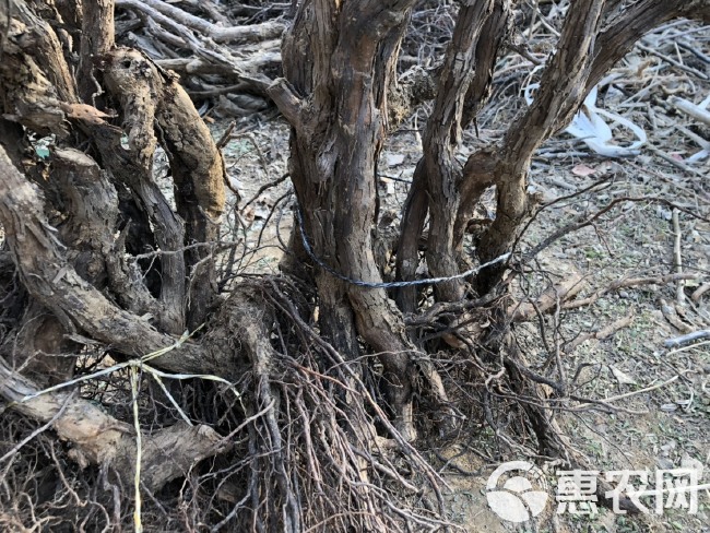 夏黑葡萄苗  巨峰