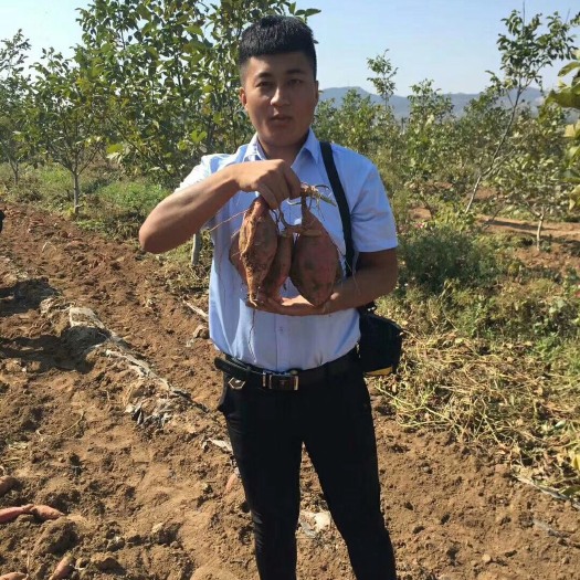 唐山烟薯25 