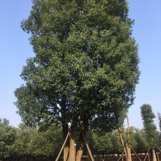 益阳小叶樟 