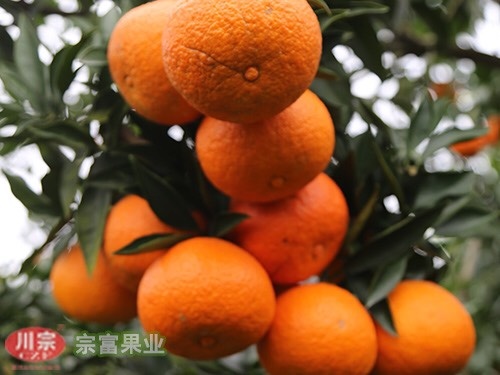 成都红美人柑橘苗 0.35~0.5米 嫁接苗 