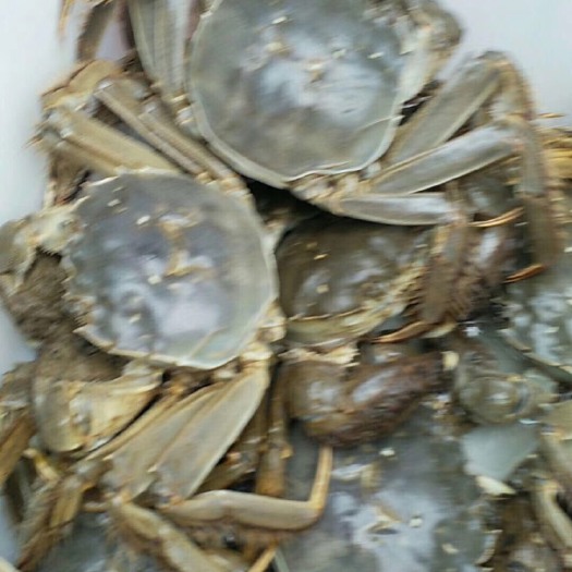 苏州洪泽湖大闸蟹 2.0-2.5两 母蟹 