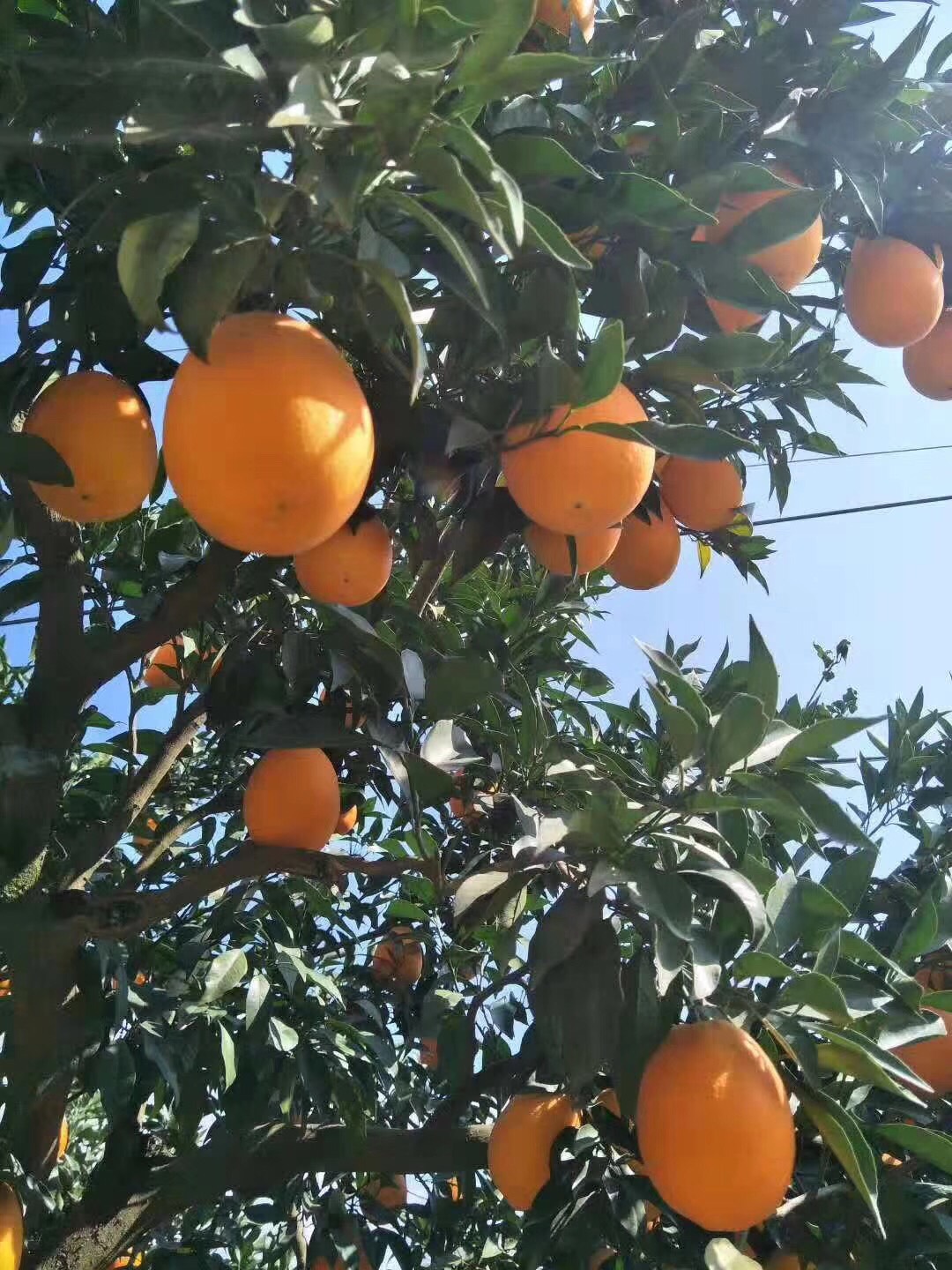 秭归脐橙 4-8两 70-75mm