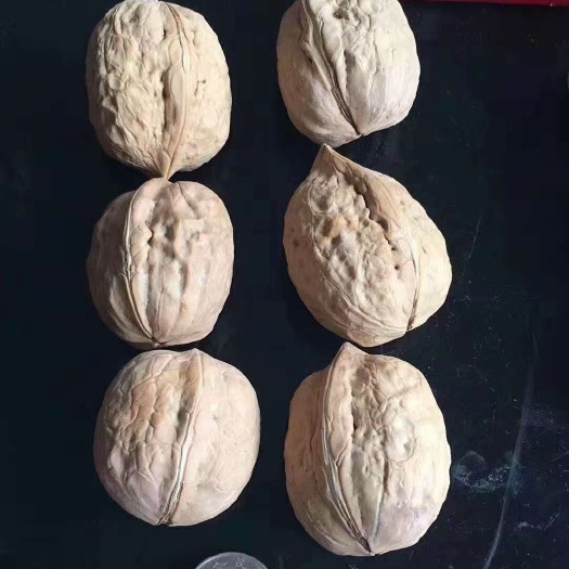广州薄皮核桃 