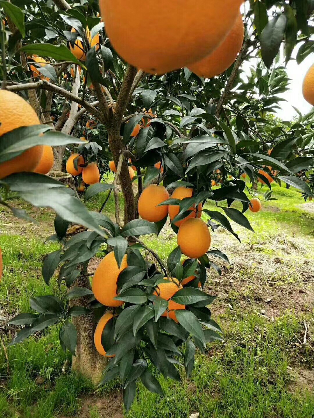 秭归脐橙 4-8两 70-75mm