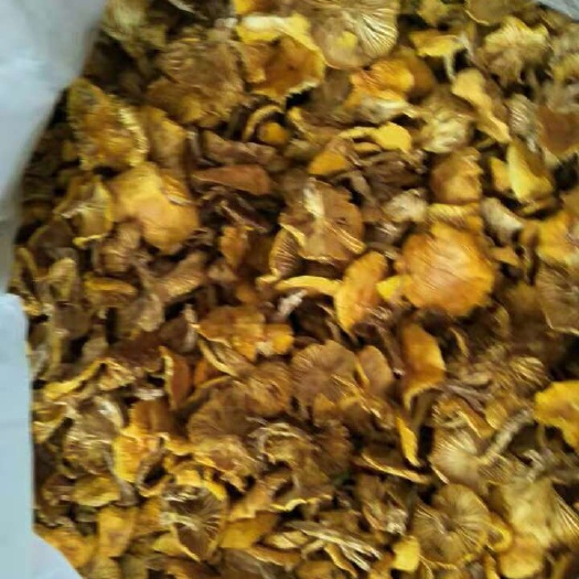 围场县蘑菇 
