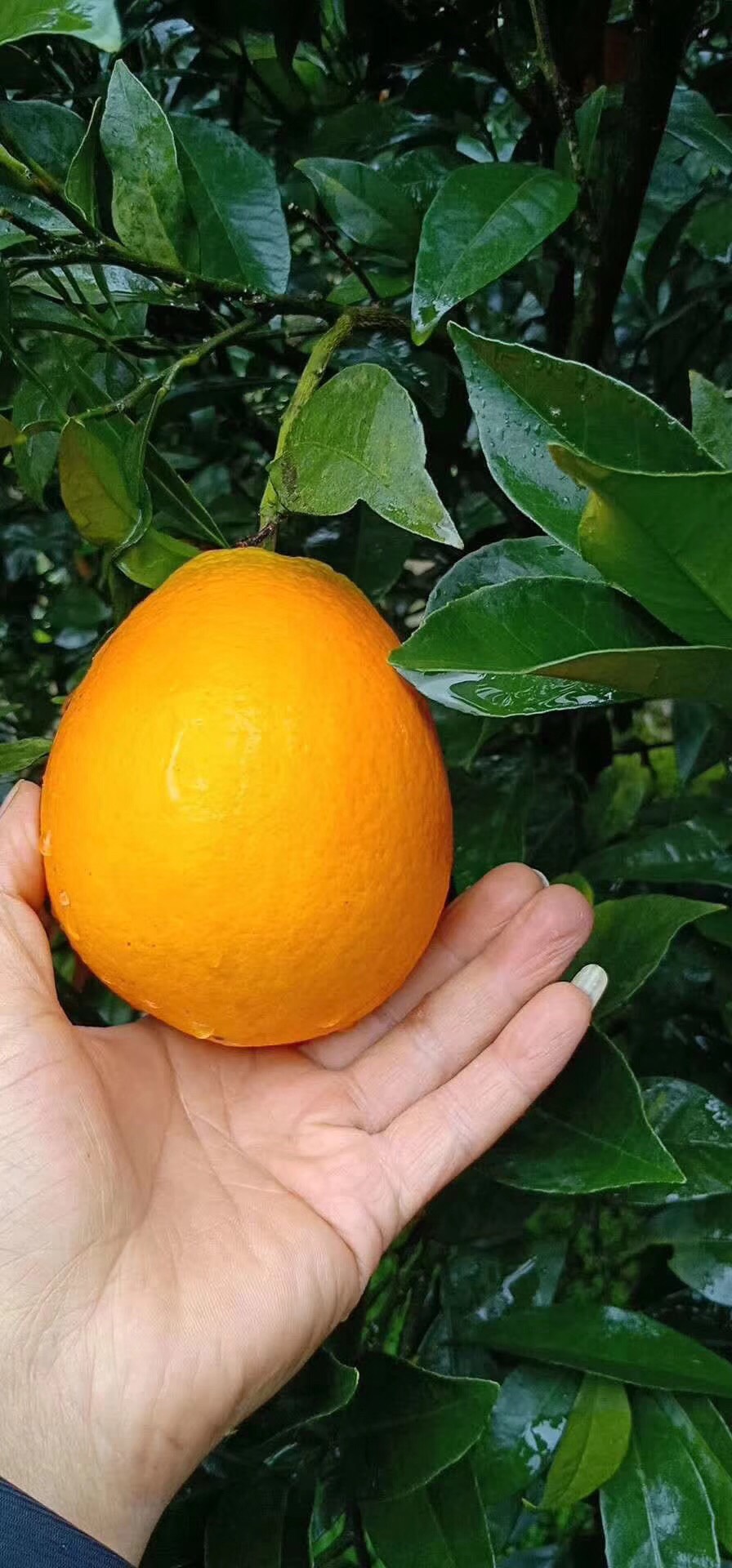 秭归脐橙 4-8两 70-75mm