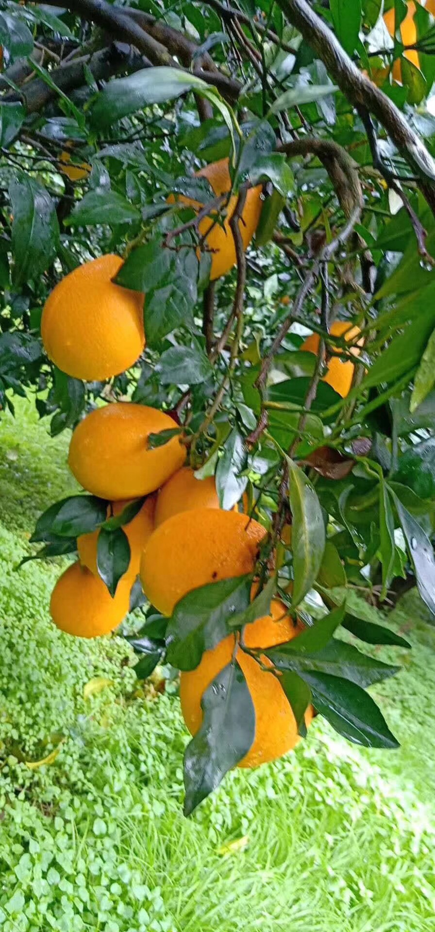秭归脐橙 4-8两 70-75mm