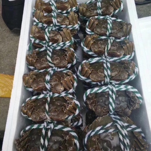 苏州高淳大闸蟹 3.5-4.0两 母蟹  高淳大闸蟹 3.5-4.0两 母蟹