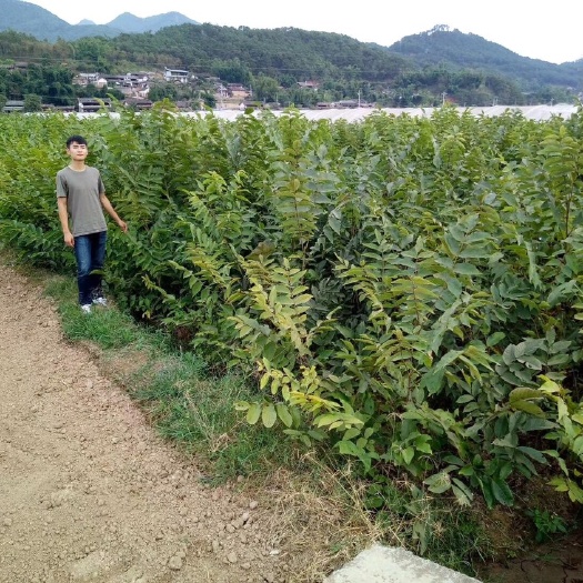景东县大泡核桃苗
