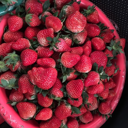 南通红颜草莓 20克以下 
