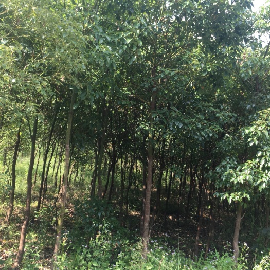 连平县全冠香樟