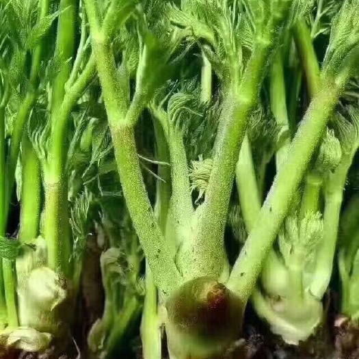 清原县刺老芽 