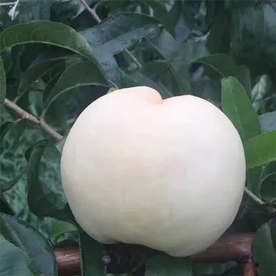 白如玉桃树苗 1~1.5米 