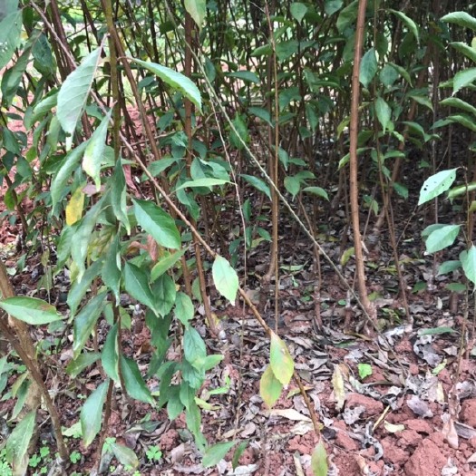 成都蜂糖李树苗