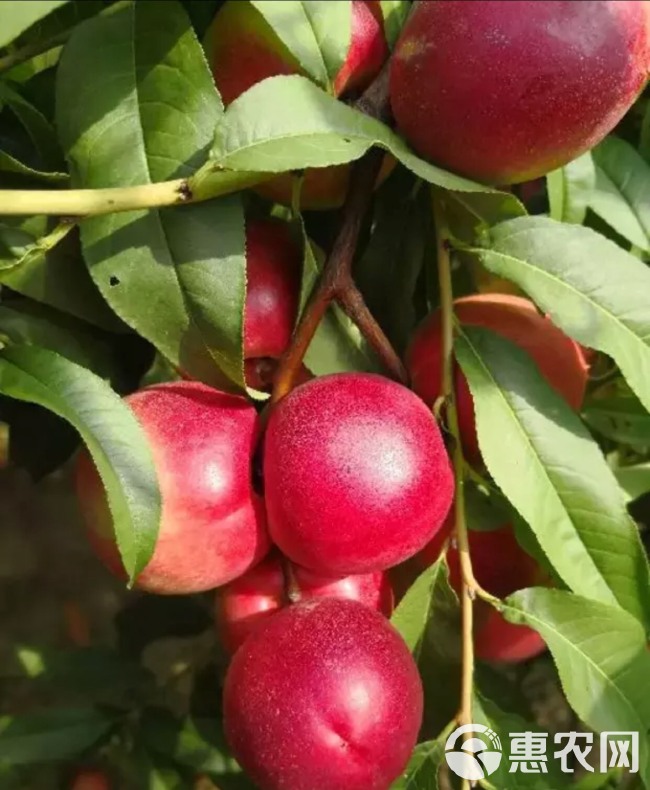 珍珠枣油桃 1~1.5米