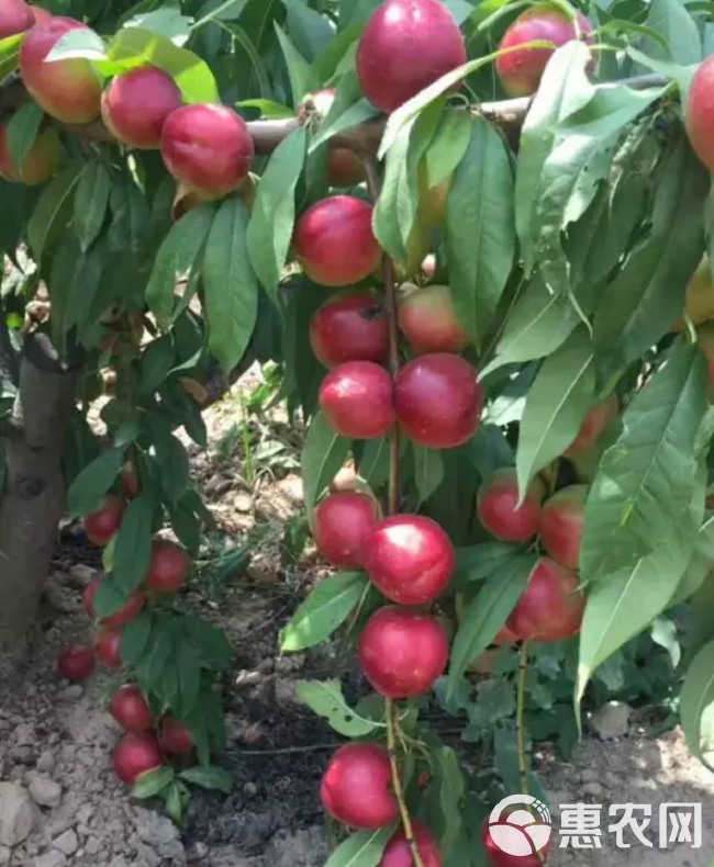 珍珠枣油桃 1~1.5米