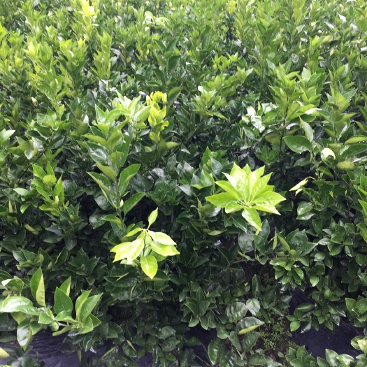 漳平市纽荷尔脐橙苗 0.5米以下 嫁接苗