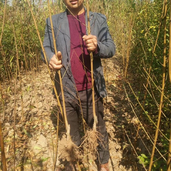 血桃苗 口感好，血红色，离核，品种纯正 支持实地考