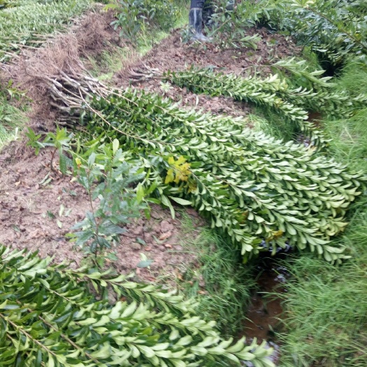 靖州县荸荠杨梅种苗