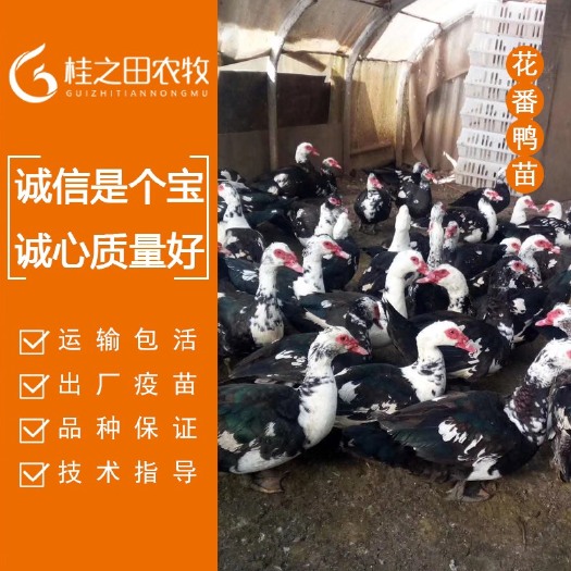 南宁黑番鸭苗  花番鸭苗 火鸭苗 西洋鸭苗品种 广西番鸭苗