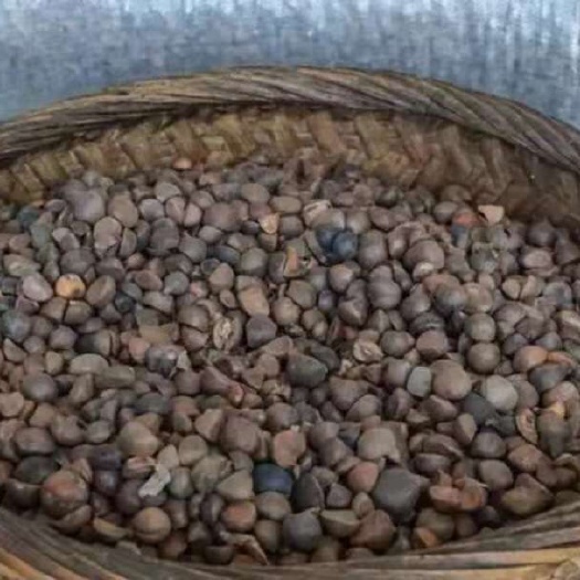龙胜县压榨山茶油
