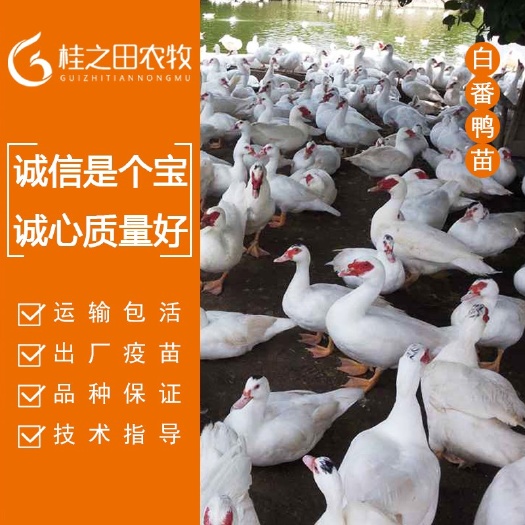 南宁白番鸭苗 公苗长十斤左右 母苗五斤左右 包疫苗 包运输费用