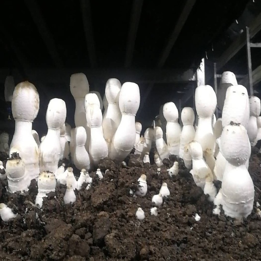 淳化县鸡腿菇 人工种植 鲜货